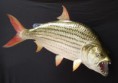 /album/foto%c4%9fraflar%3a-anasayfa/tiger-fish-1-jpg1/